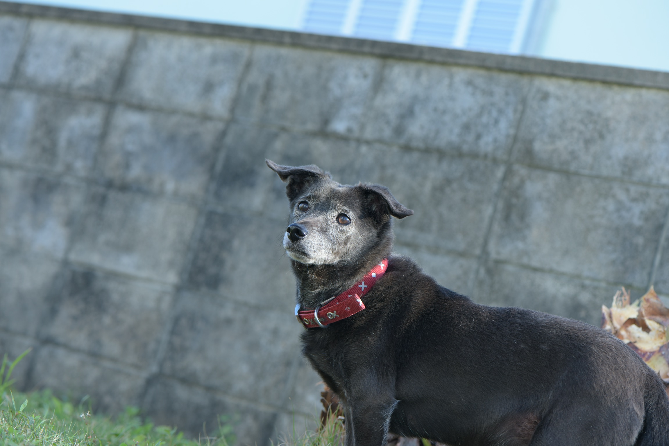 東　ちゃい（アズマ　チャイ）